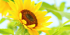 25045_ext_37_0.png