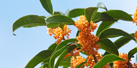 25045_ext_37_0.png