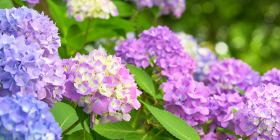 25045_ext_37_0.png