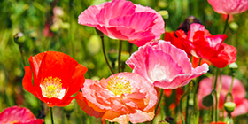 25045_ext_37_0.png