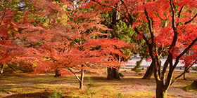 25045_ext_37_0.png