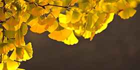 24948_ext_37_0.png