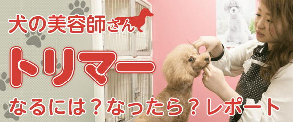 トリマーなるには?なったら?