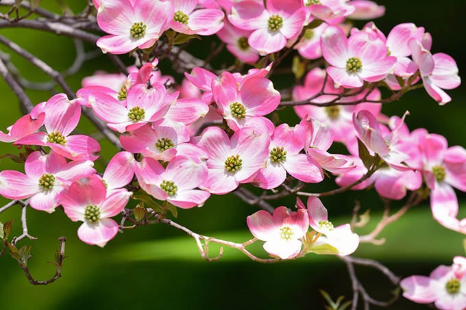 チェロキーチーフ