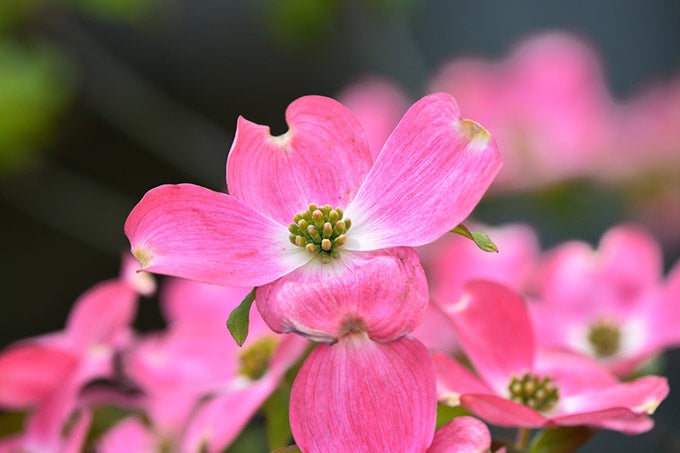 アップルブロッサム