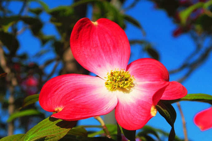 レッドジャイアント