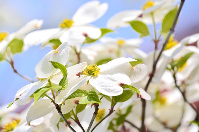 クラウドナイン