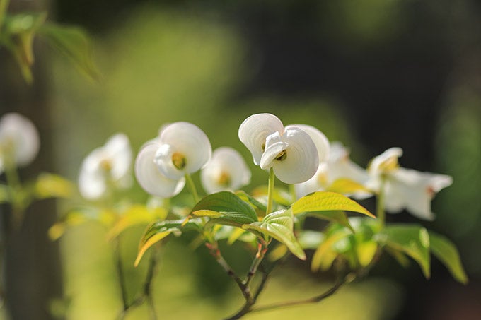 フェアリークラウン