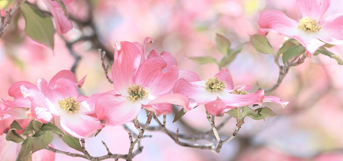 ハナミズキの花言葉とは?怖い意味はある?